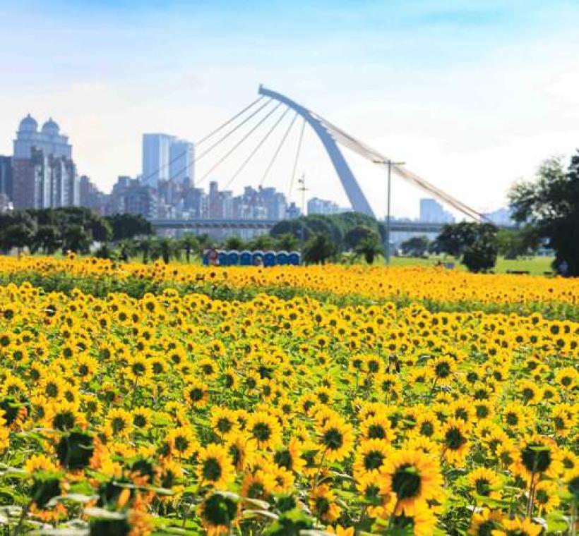 大佳河濱花海 向日葵花海盛開 現在正是賞花期 