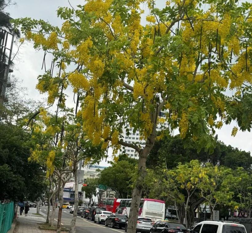 散步在街頭的黃色浪漫