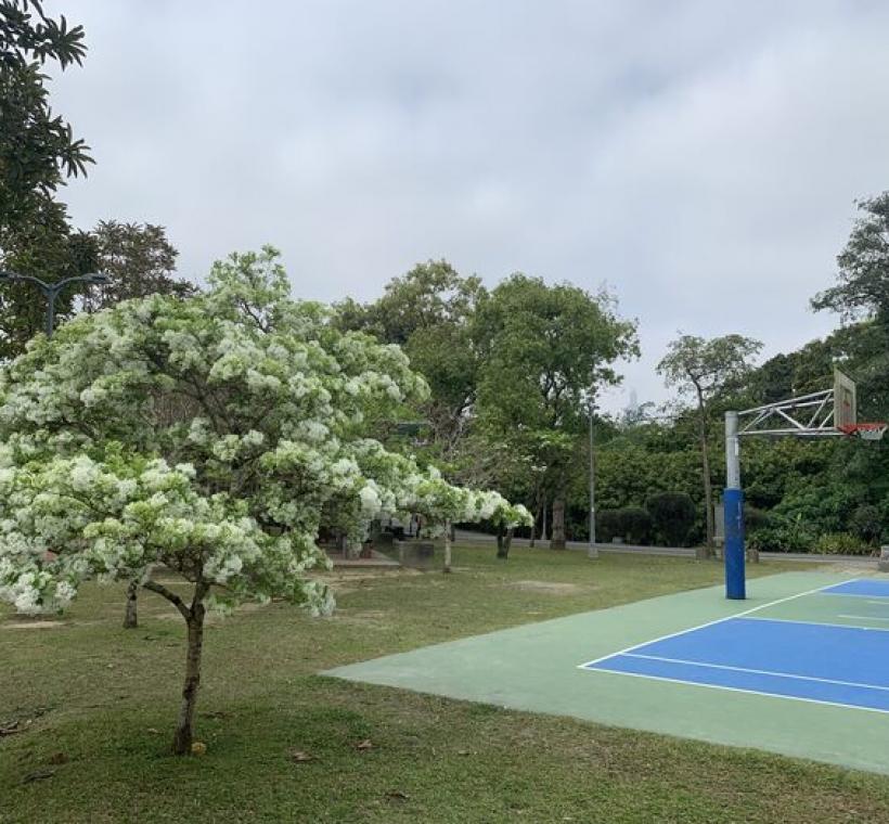 南港公園流蘇花開