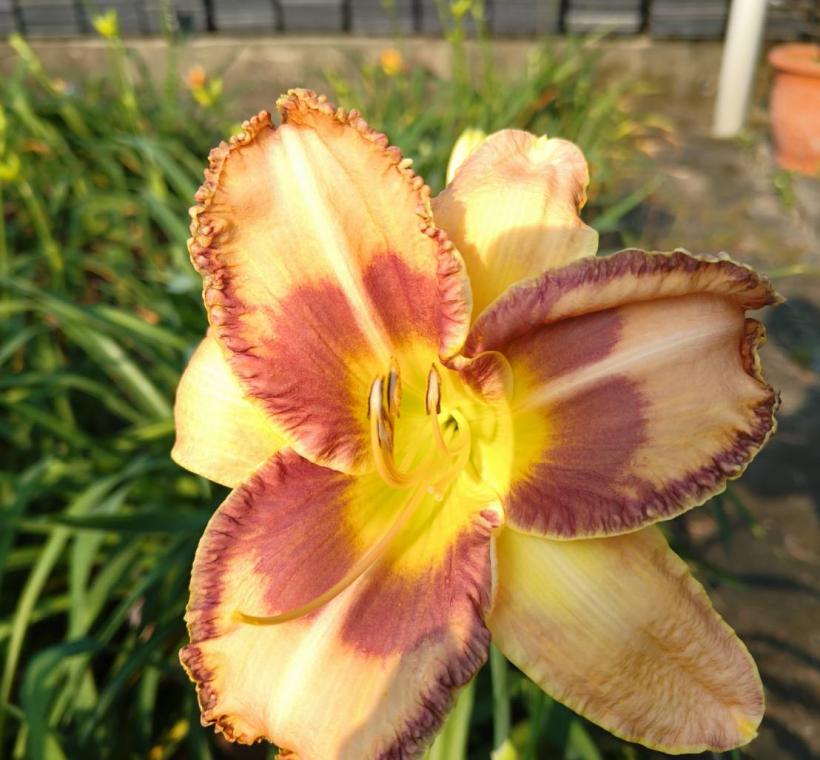 士林官邸培育出不同品系的金針花