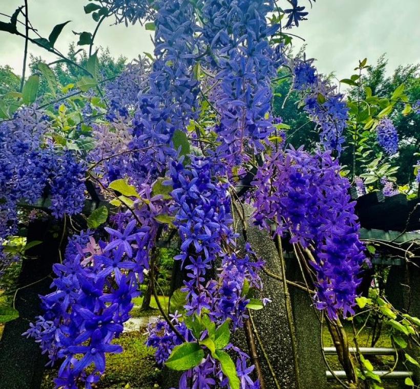大安森林公園花架錫葉藤花況