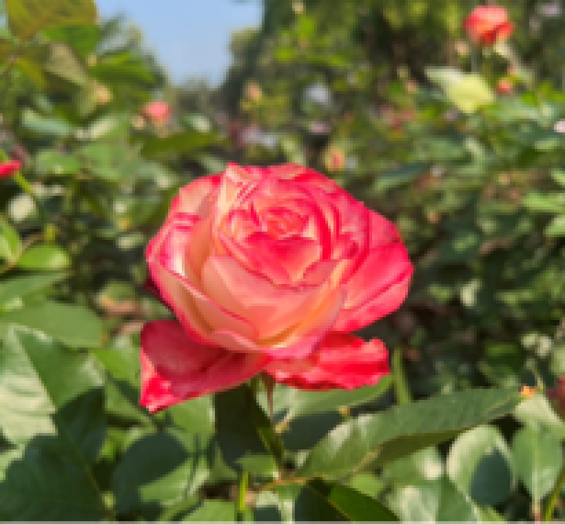 「摩納哥公爵」外白內紅、邊緣勾勒紅暈，是最具辨識度的雙色玫瑰之一