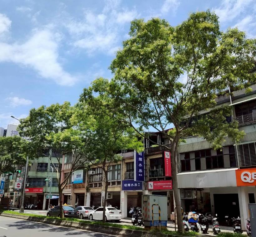 延平北路5段中央分隔島的光臘樹成為街道上特色風景