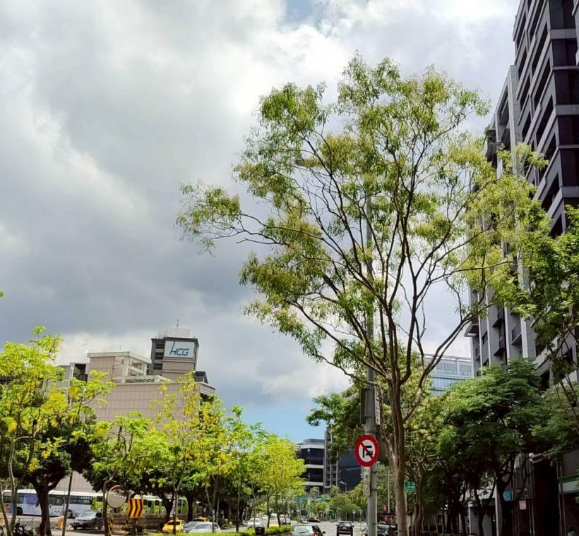 行善路人行道光臘樹與中央分隔島阿勃勒相呼對映