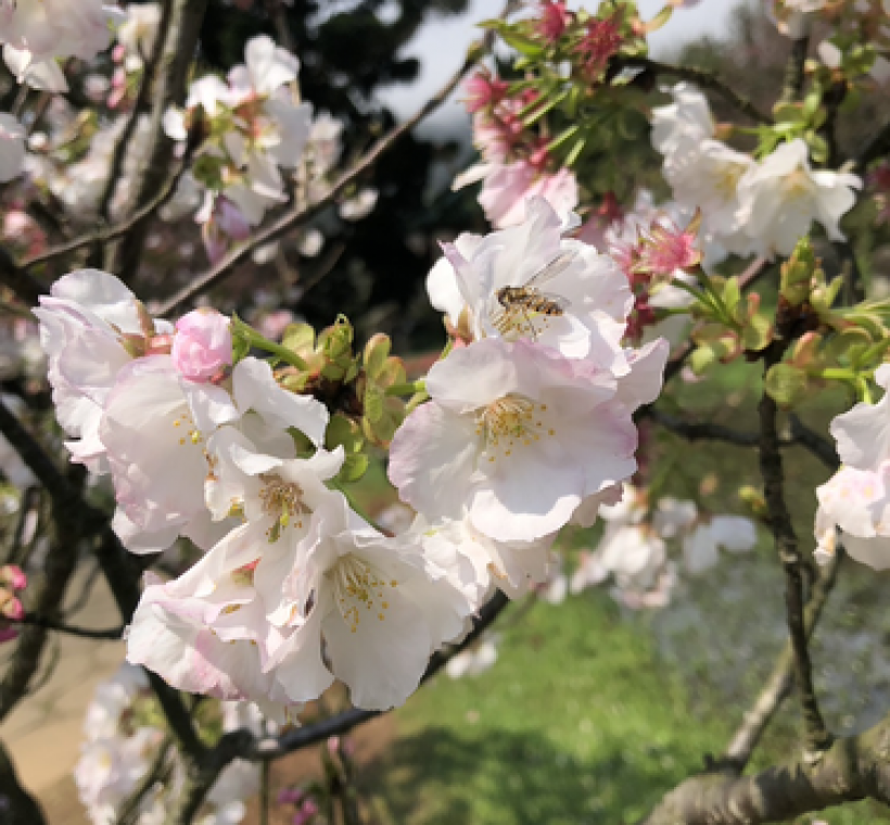 陽明公園王陽明銅像下方