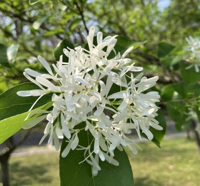 流蘇花近照