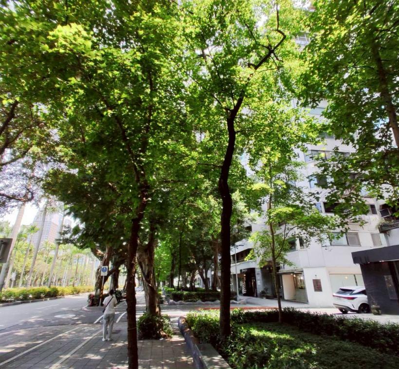 仁愛路四段的人行環境以榕樹做為街道綠化的主體，沿線規劃植栽路樹及多種多樣的地被植物
