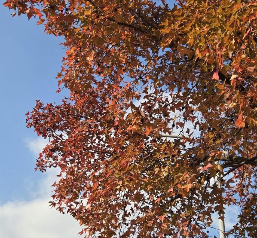 楓香(Liquidambar formosana)是臺灣最具代表性的原生落葉喬木(中山21號廣場)