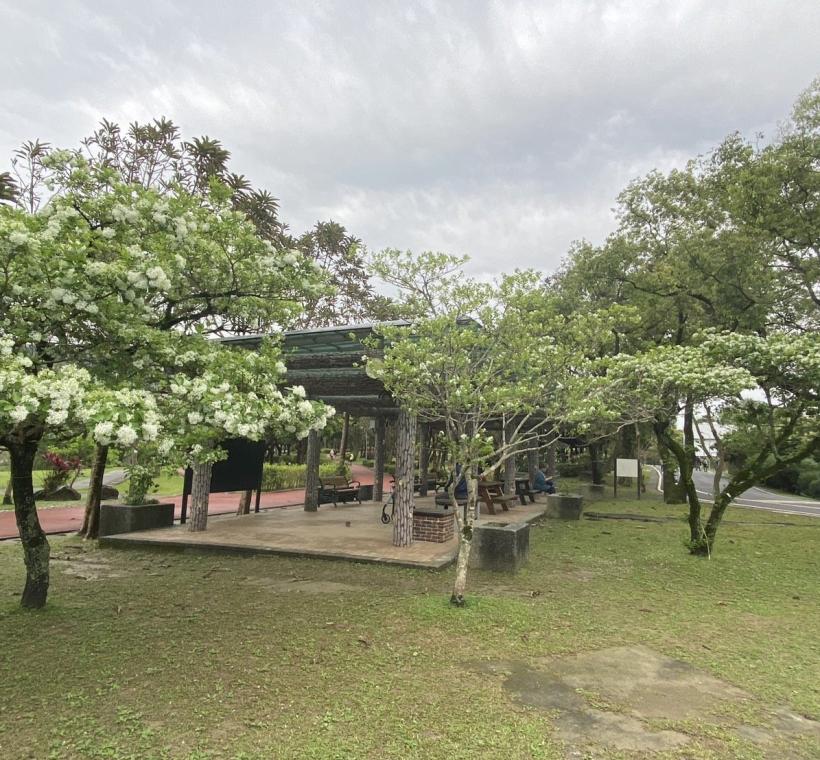南港公園流蘇花開