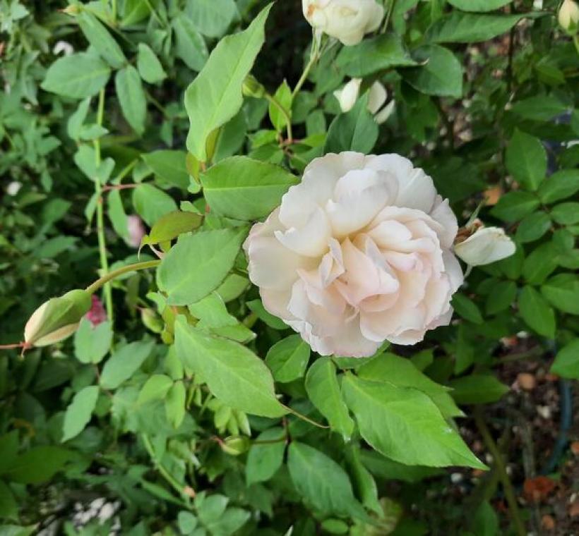 「白櫻鏡」是法國擁有百年歷史的古老茶香玫瑰，花朵下垂像一顆顆白色小圓球。