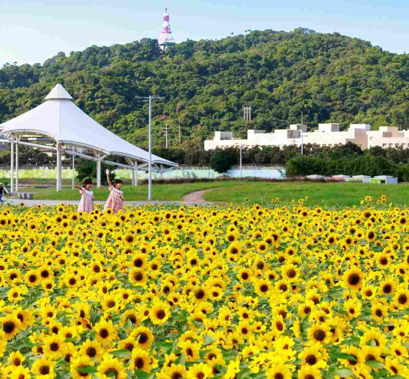 大佳河濱向日葵花海 已吸引許多民眾前往拍照