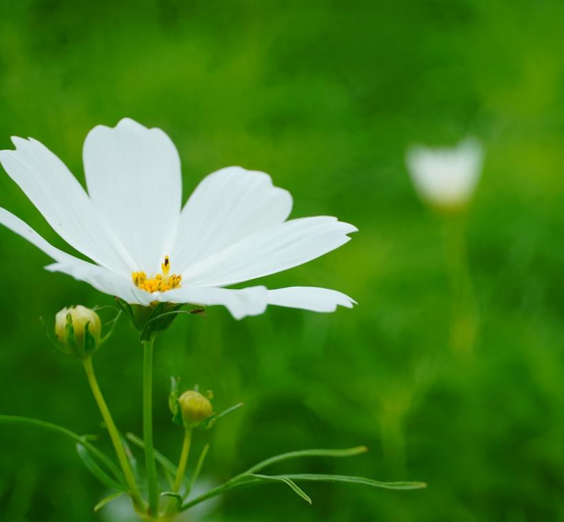 大波斯菊近拍