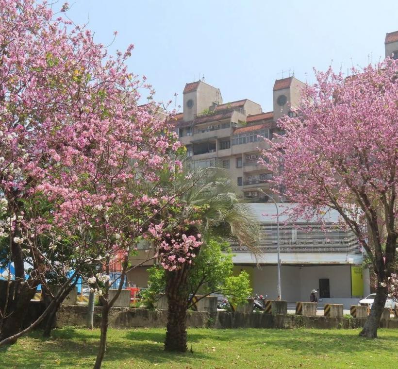 芝山站北側線形公園羊蹄甲助陣春日櫻花粉紅熱潮。