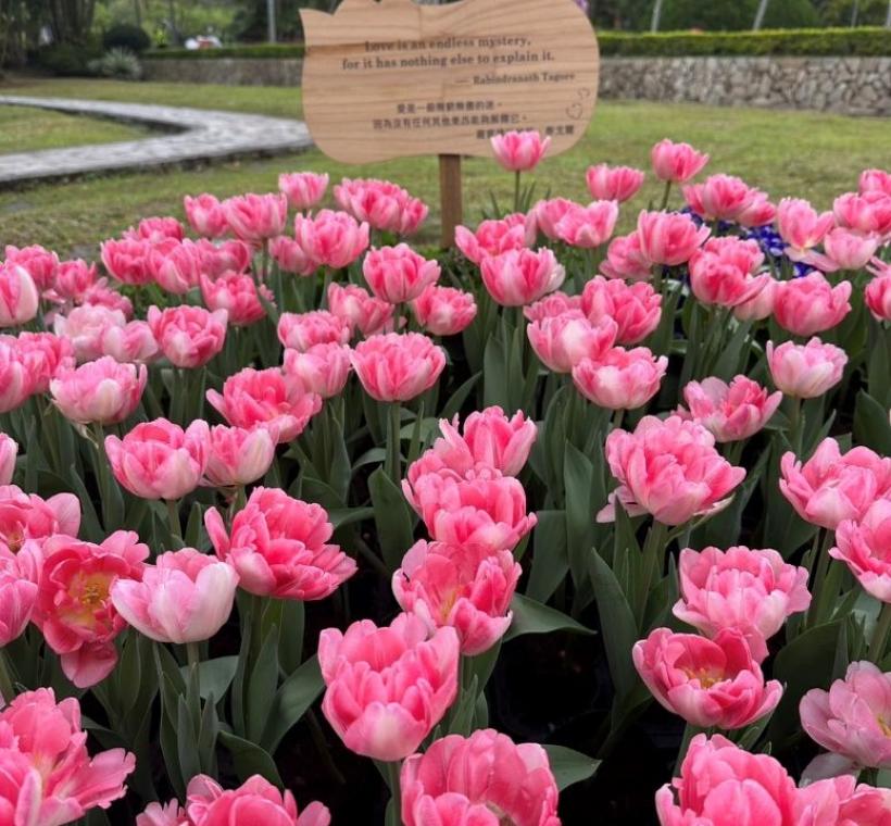 「詩情花意」展區除了有異國風情的鬱金香花園，還有蘊含深刻智慧與哲理的名言佳句可以閱讀，分享給你的朋友