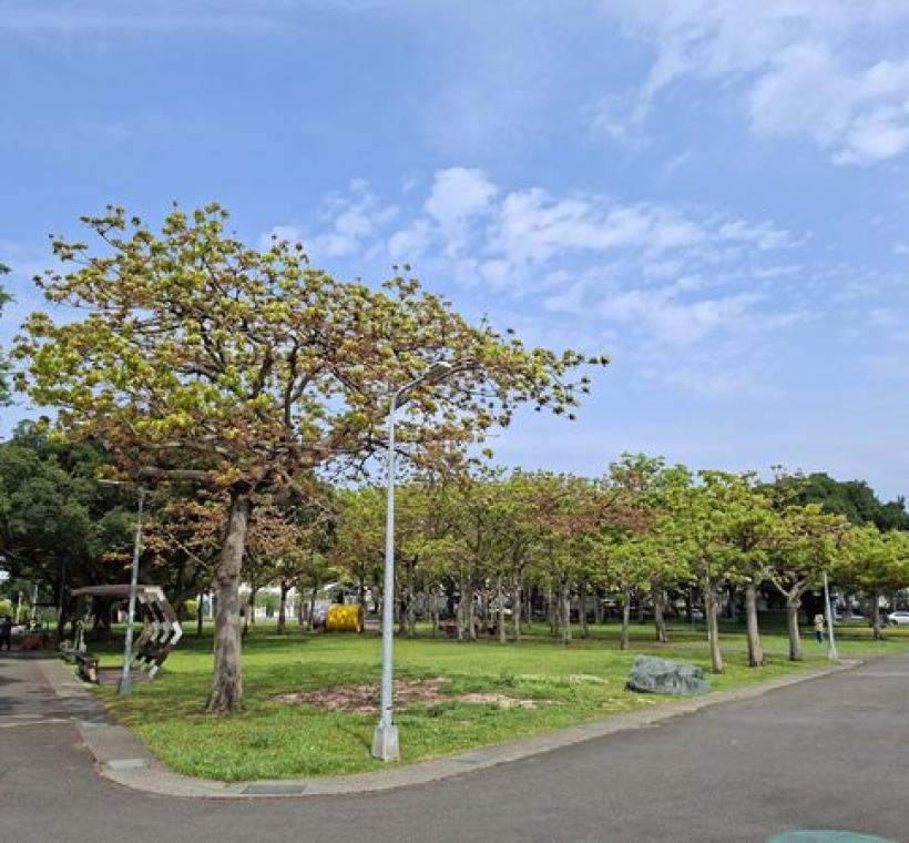 新生公園種植多株掌葉蘋婆，在夏日提供綠蔭，達到遮陽避暑的作用。
