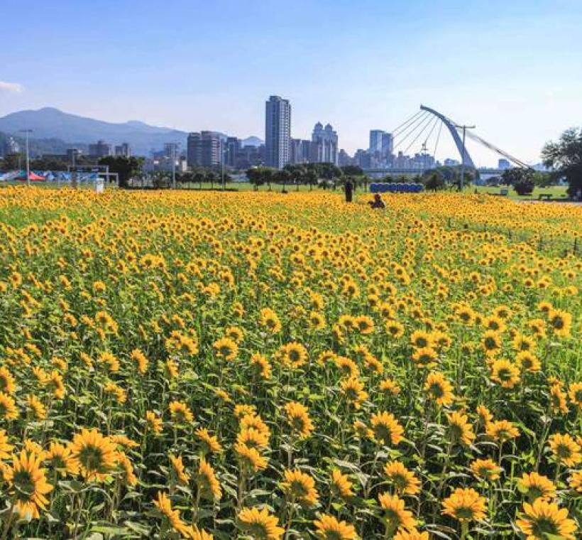 大佳河濱花海 向日葵花海盛開 現在正是賞花期 