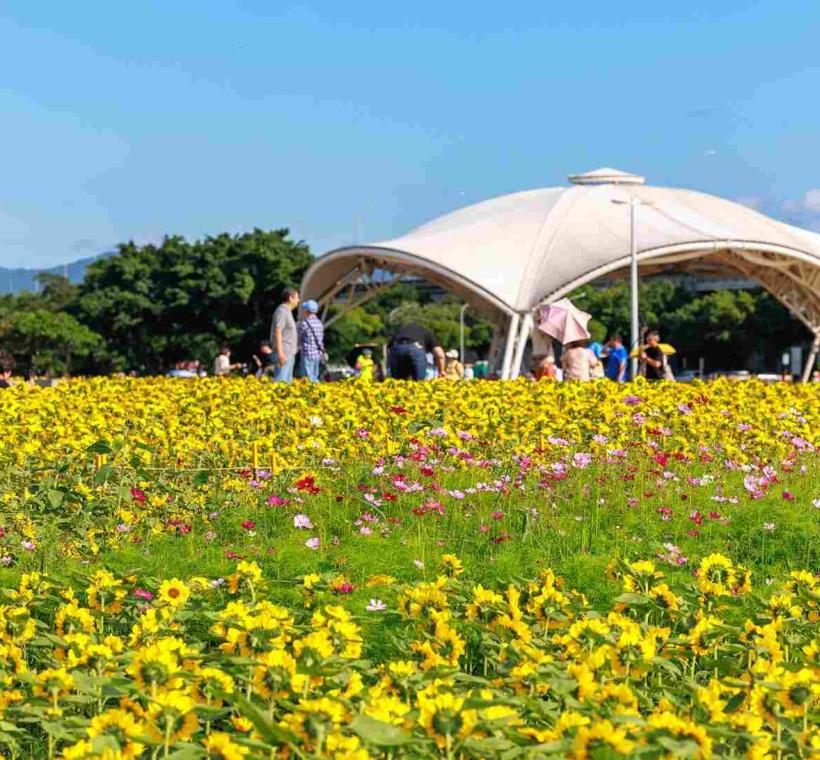 大佳河濱花海 共種植30萬盆各式草花