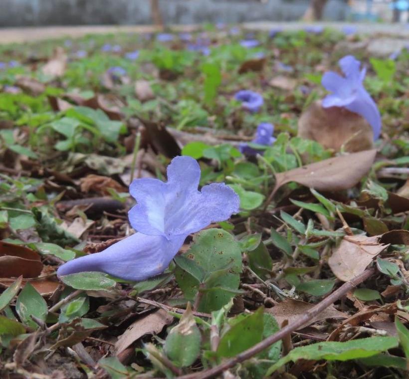 天母浪漫亭藍花楹落花繽紛。