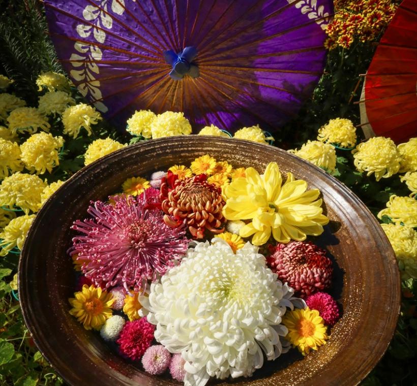 優選-李雅卉-菊獻