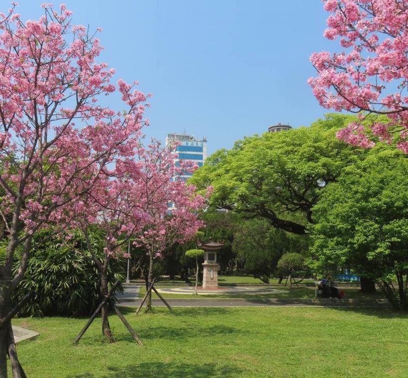 市區的二二八公園富士櫻已於3月下旬盛開吸引外籍遊客取景。