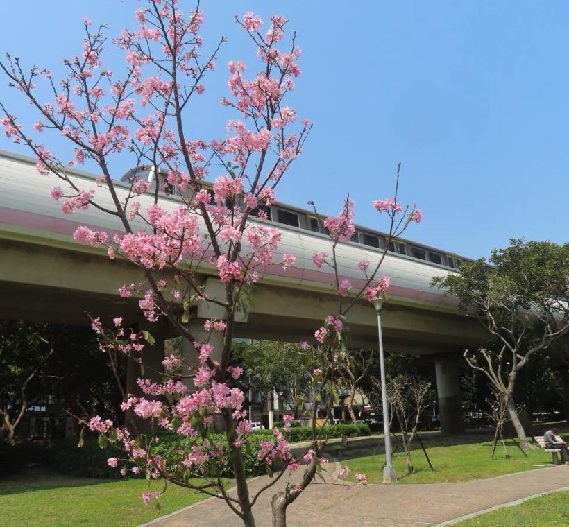 搭捷運到北投線形公園賞櫻