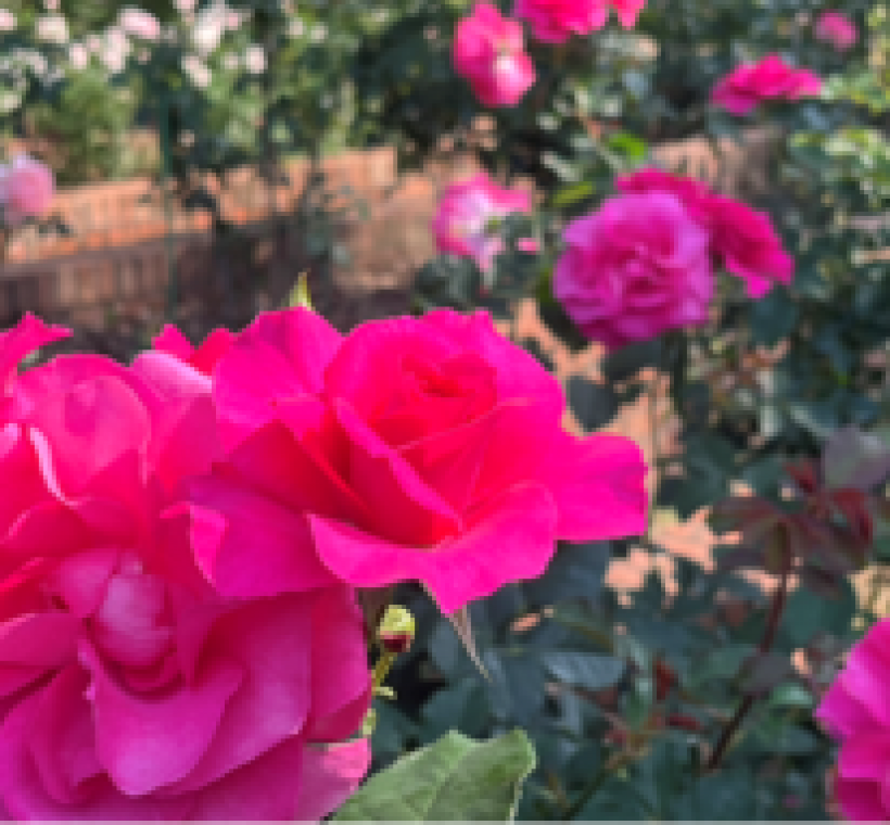 「烏拉拉」適合作為情人節主題花束或浪漫佈置的主角，十分討喜