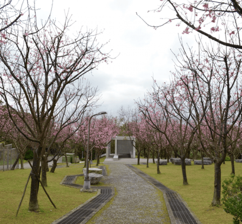 住六公園的櫻花，正值盛開時節