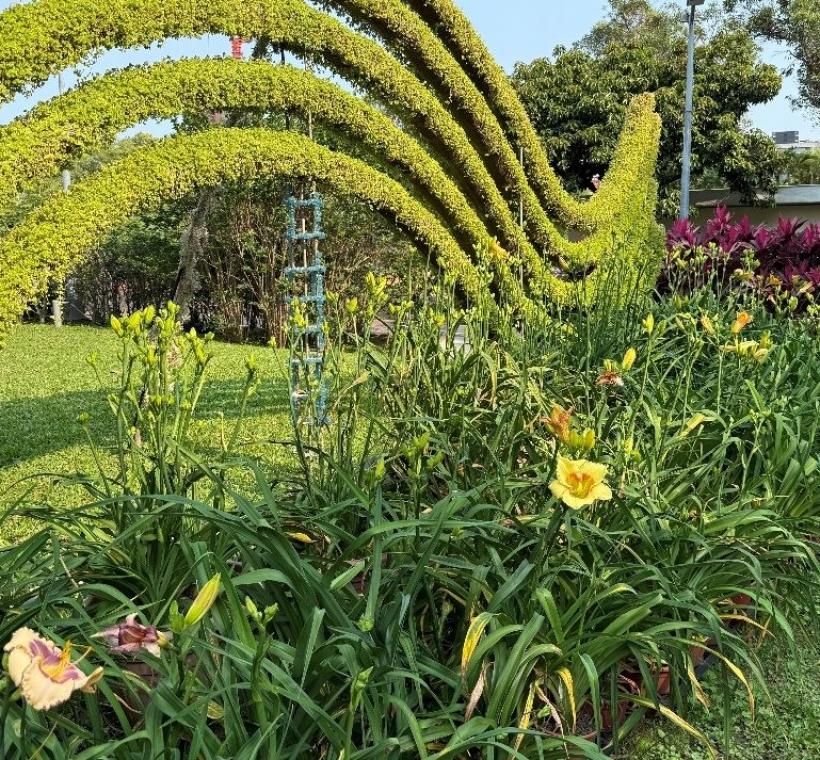 士林官邸盛開繽紛的金針花