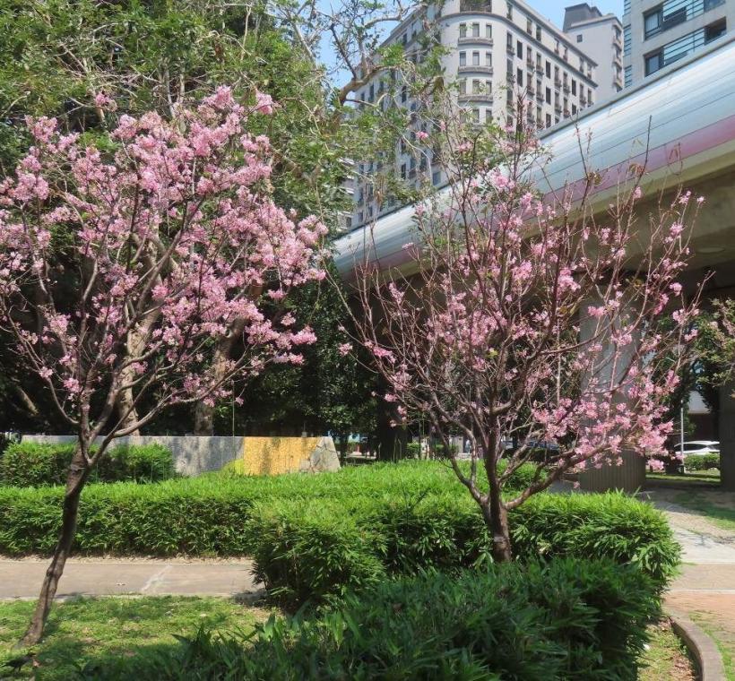 富士櫻盛開讓捷運紅線變粉紅了。