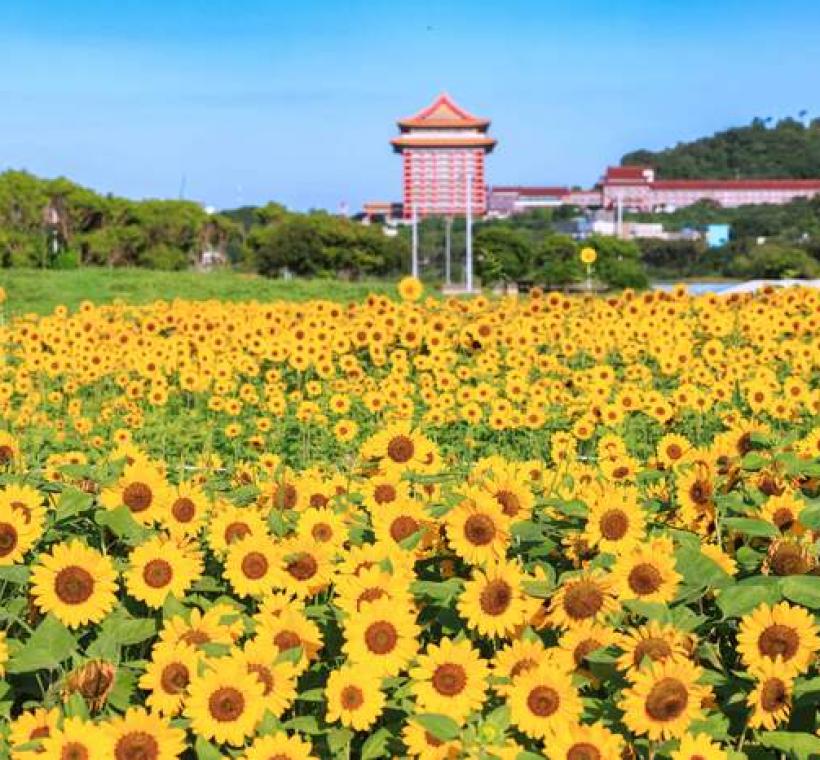 大佳河濱花海 向日葵花海盛開 現在正是賞花期 