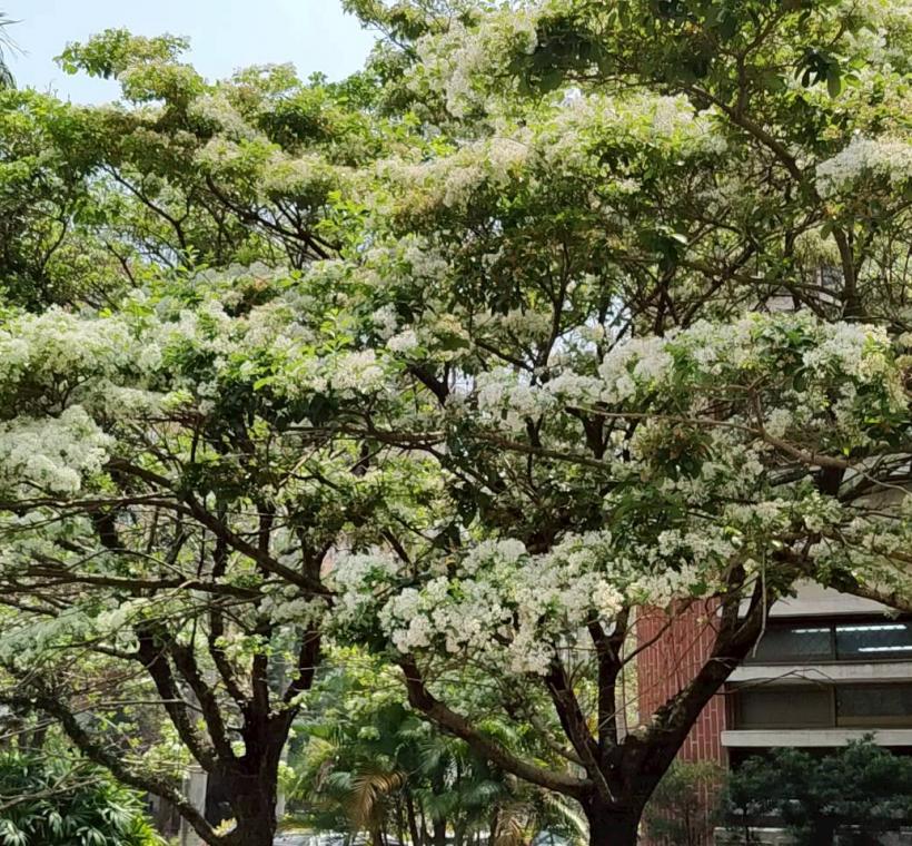 流蘇因其細長潔白的花瓣，微風吹拂時猶如古代仕女服飾上的流蘇點綴般婉約而得名。