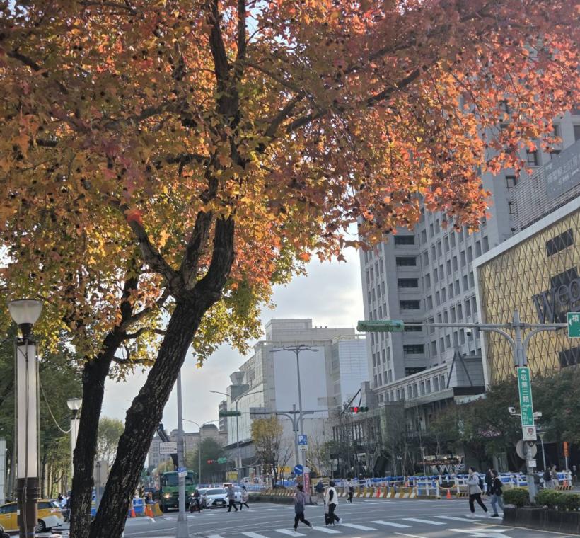 中山21號廣場楓香