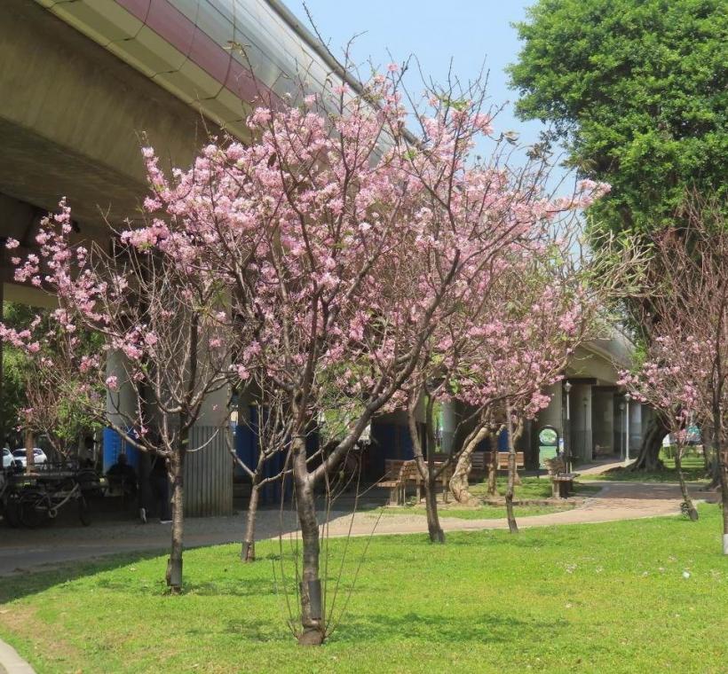  北投線形公園富士櫻盛開。