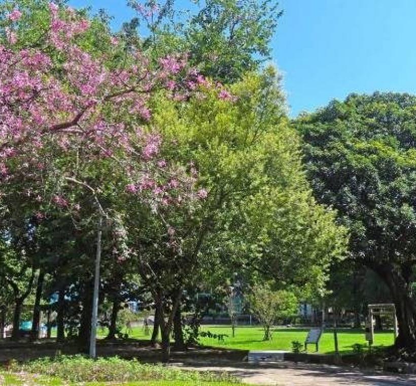 (圖片12) 林森公園日式鳥居附近的美人樹已盛開