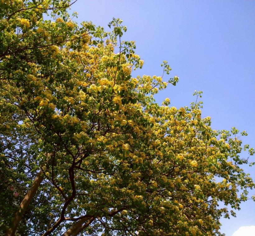 春末仁愛圓環加羅林魚木枝條上滿滿的銀白色花朵繁花簇擁