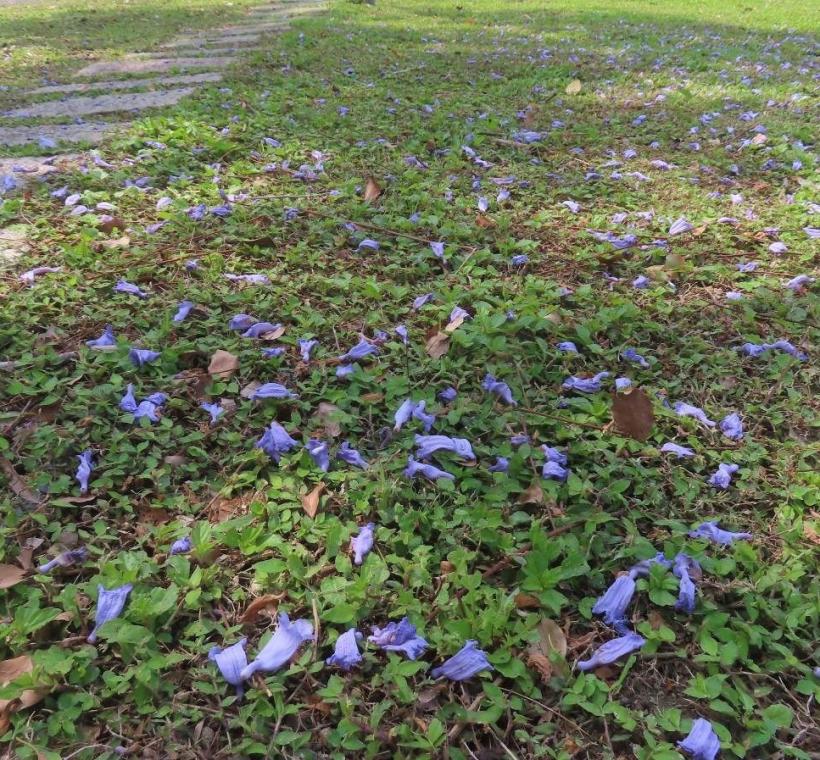 天母浪漫亭藍花楹落花繽紛。