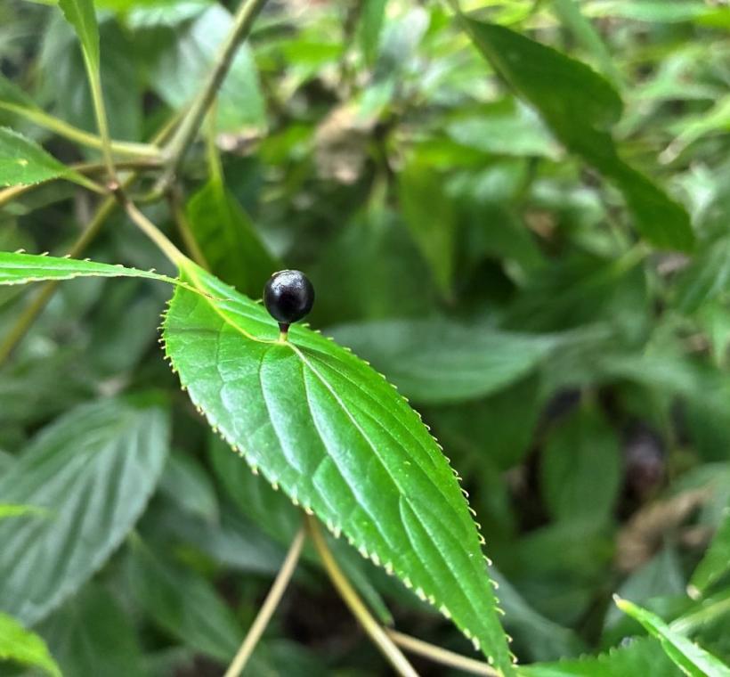 圖6臺灣青莢葉的果實生於葉面上，猶如葉上珍珠，因而得名「葉上珠」。
