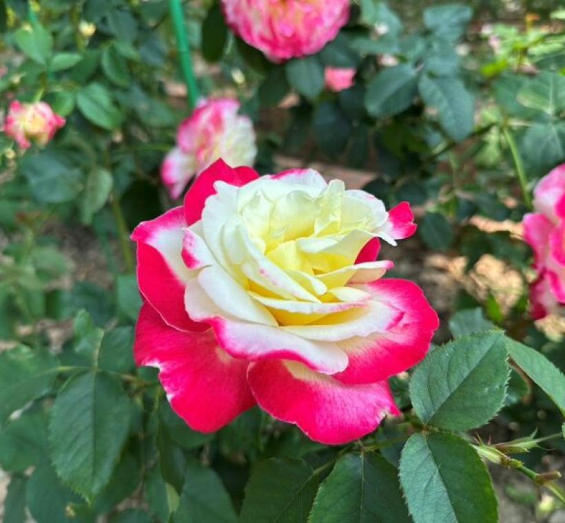 「雙喜」為奶油白花瓣邊緣泛紅，香氣濃郁撲鼻
