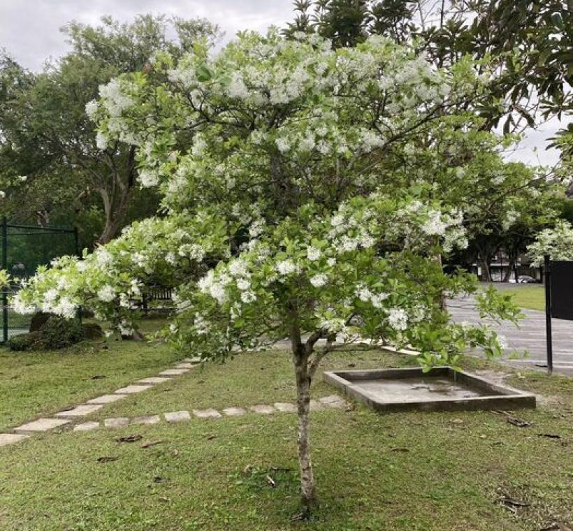 南港公園流蘇花開, 潔白如雪