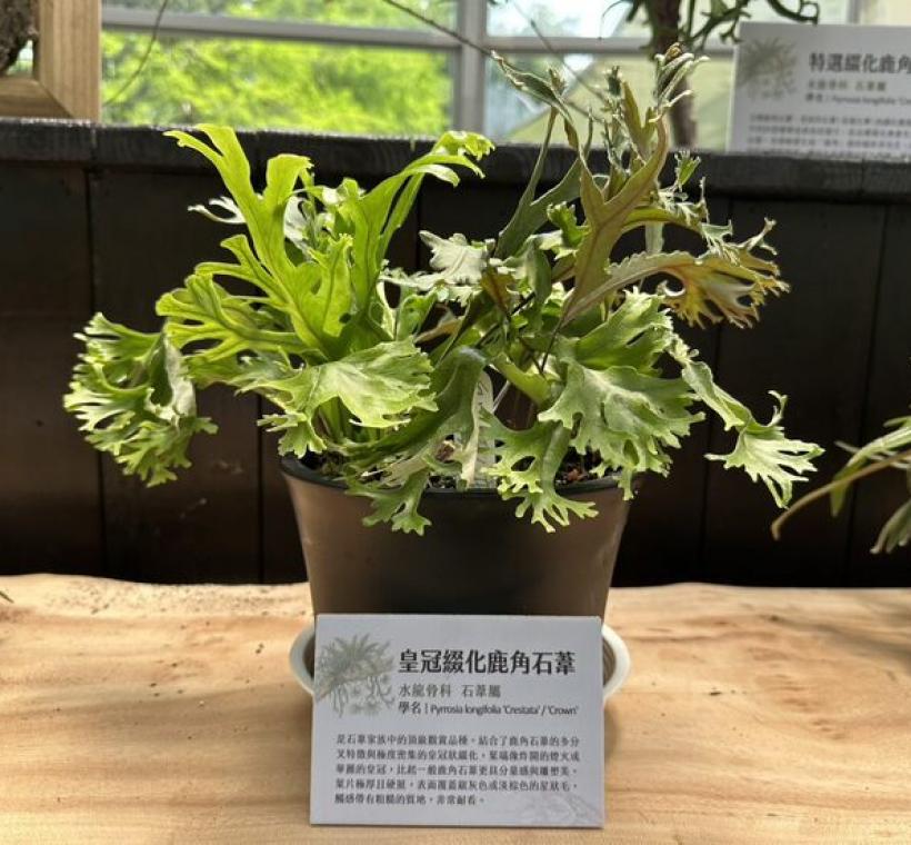 「皇冠綴化鹿角石葦」結合了鹿角石葦的多分叉特性，葉端像華麗的皇冠，有雕塑之美