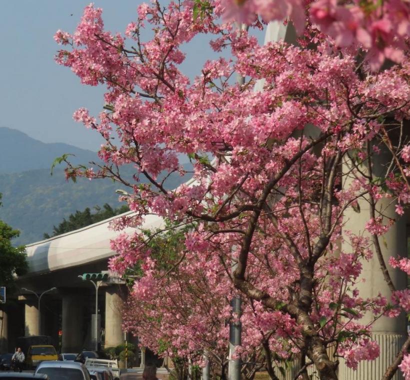  士林區劍潭國小對面捷運線形公園富士櫻燦爛映照遠山。