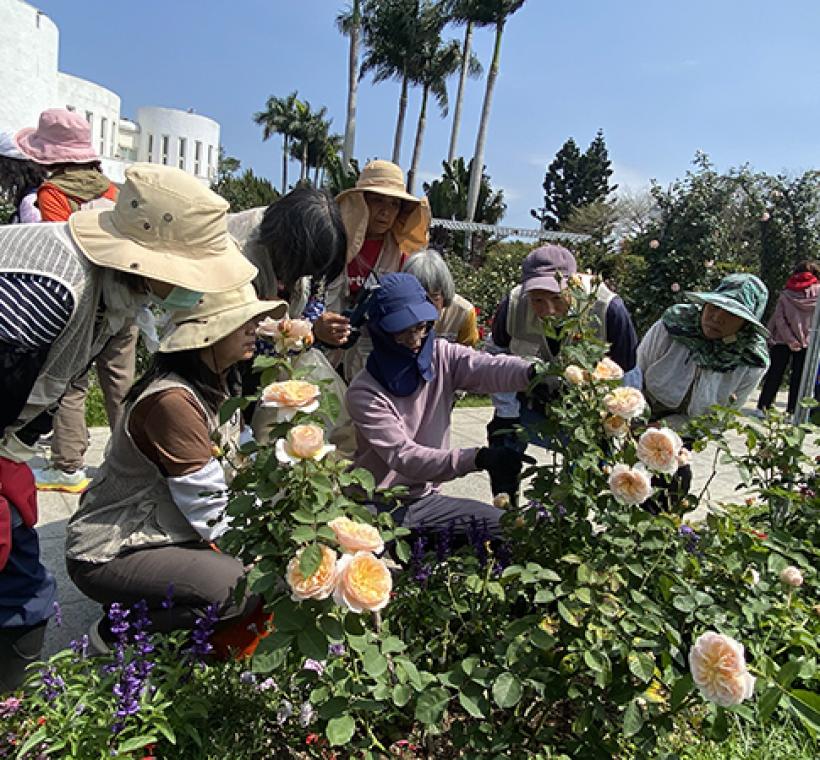 圖13 同仁負責維護育種家花園，志工服勤時會適時講授玫瑰修剪技巧。