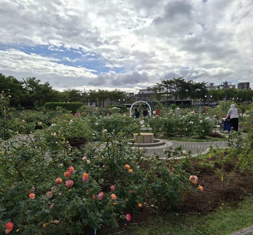 民眾把握年底最後一波花期前來賞花