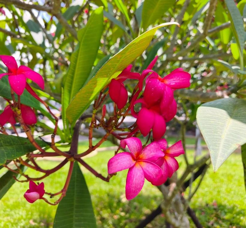 雞蛋花紅花品種則如晚霞般熱情絢麗，花朵綻放枝頭、清香隨風飄散，吸引不少民眾駐足欣賞、拍照留念