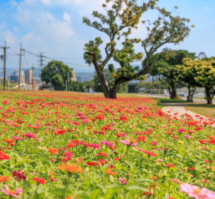百日草花海在綠意盎然的河濱公園更顯美麗