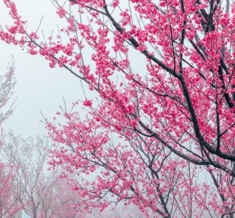 陽明公園櫻花溪流區山櫻