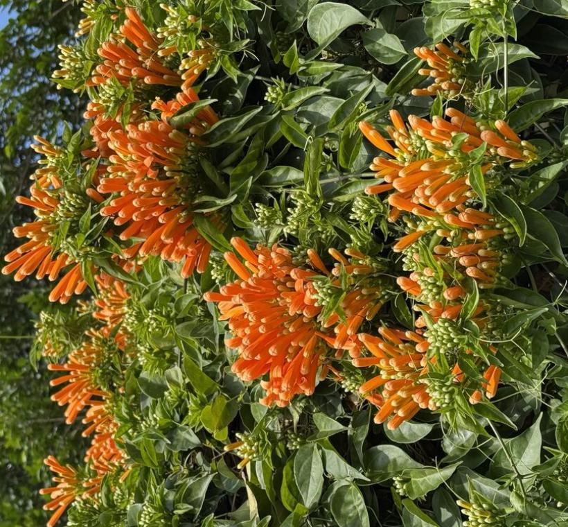 炮仗花開花後，還會懸掛在花絲上，宛如金色的雨絲，炮仗花亦稱「黃金西北雨」。
