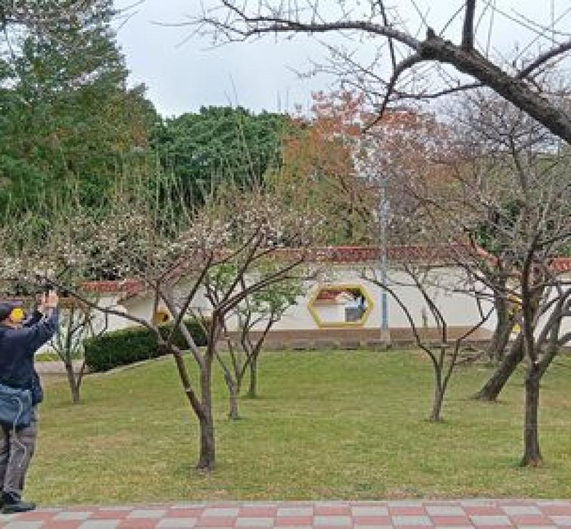 志成公園典雅庭園景致，梅花錯落有致。