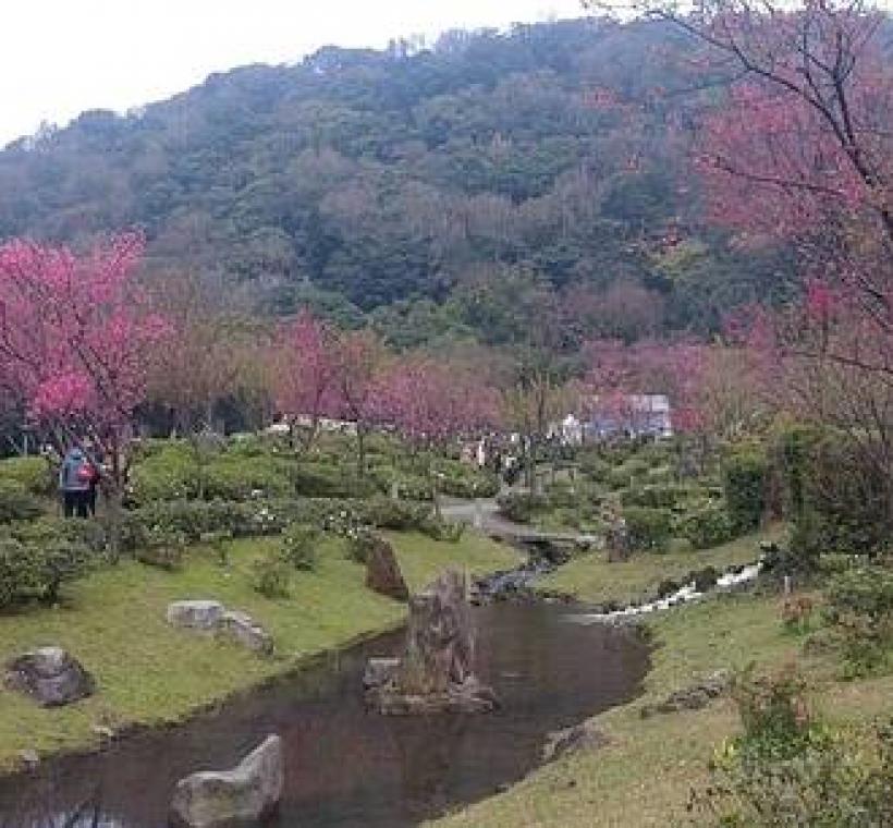 陽明公園櫻花