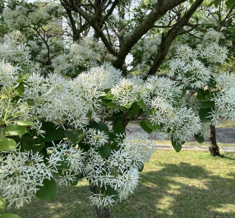士林官邸公園流蘇花開